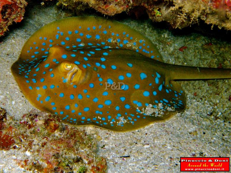 Papua Lissenung Diving (New Ireland) - 3.jpg